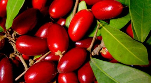 Miracle Fruit, Buah Berry dengan Segala Manfaat Ajaibnya
