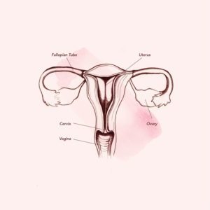 Anatomi dalam vagina (sumber: Teen Vogue)